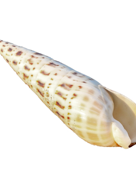 竹笋螺天然稀有海螺贝壳