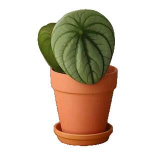 麒麟瓜椒草西瓜皮圆叶趣味植物室内净化空气高热植小盆栽耐活