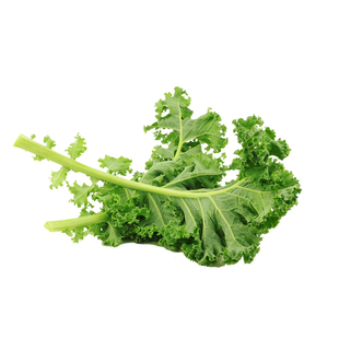 有机羽衣甘蓝新鲜现摘嫩叶轻食材kale健身西餐沙拉健康无农残蔬菜