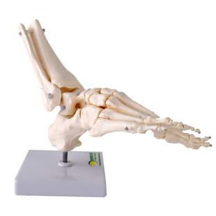 ENOVO颐诺灵活活动人体医学足踝关节模型 足关节 脚关节手足外科胫腓骨下端距骨体人体运动系统医院骨科骨骼