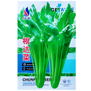 根达菜种子牛皮菜籽蔬菜种孑阳台盆栽君达菜四季莙荙菜厚皮菜农家