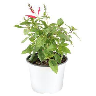 食用鼠尾草 意大利 巴格旦 水果凤梨 【克拉香草】