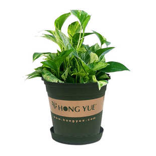 虹越华锦加仑花盆特大号新款 绣球印花有孔 带托盘塑料耐用绿萝月季