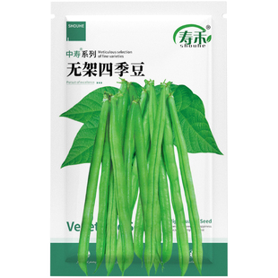 无架四季豆种子苗秧苗农家蔬菜种籽大全不搭架适合春天种的菜孑