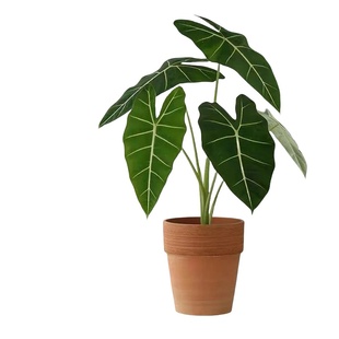 绿天鹅绒海芋彩叶芋绿植盆栽室内植物观叶热带植物北欧风格