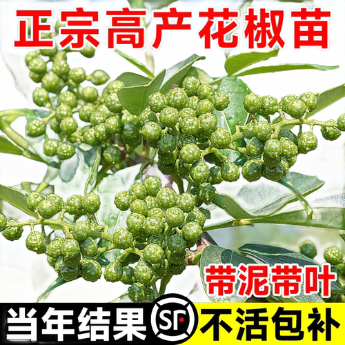 四川九叶青花椒苗树大苗当年结果盆栽地栽四季种植果树苗庭院树苗