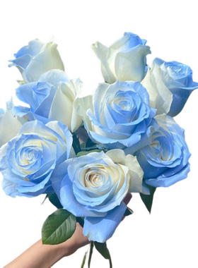 碎冰蓝玫瑰鲜花满天星生日