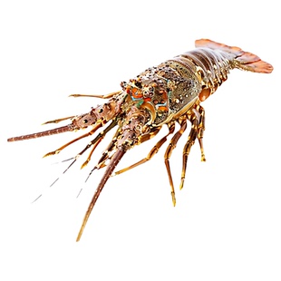 新鲜冷冻大龙虾小青龙虾鲜活冷冻大青龙虾冰鲜大龙虾活冻水产海鲜