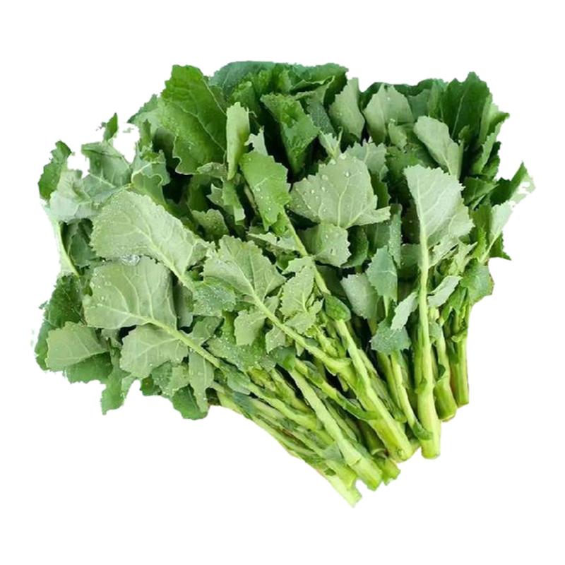 新鲜板蓝根青菜菘油1号白灼盐水板蓝根酒店特色食材鲜脆清甜