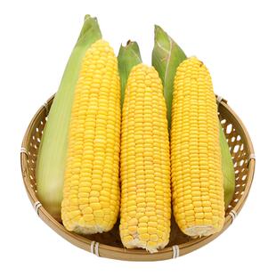 三保金黄糯甜糯玉米种子黄色糯四季春季糯粘甜玉米种籽孑籽种黏香
