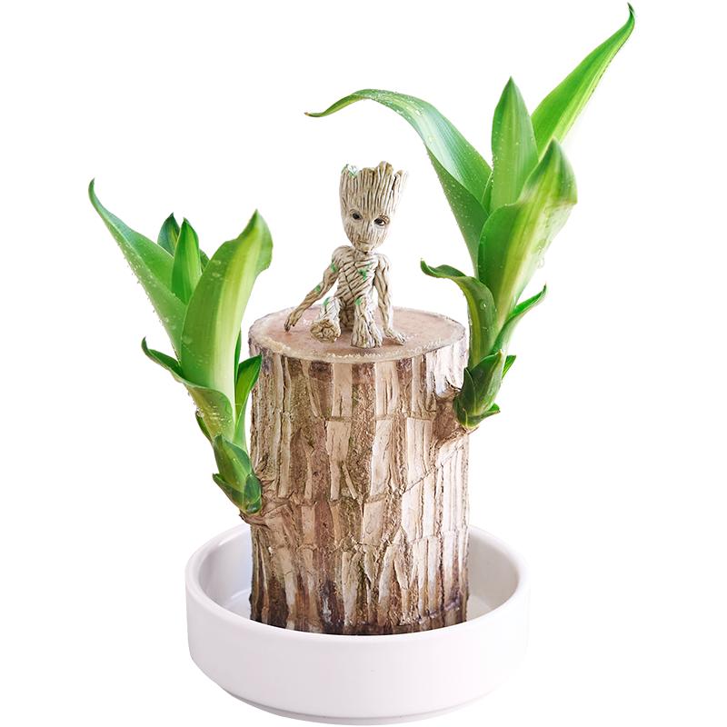花芬坊巴西木水培养幸运木开花绿植室内格鲁特迷你小盆栽植物带芽
