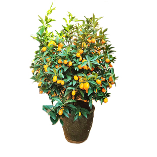 带果金桔盆栽树苗四季果树食用小金桔子苗脆皮金橘招财果室内植物