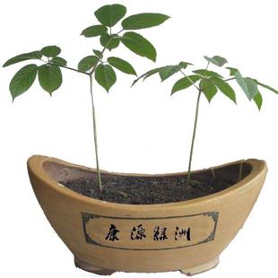 长白山人参种子50粒再送2只人参苗 正宗东北长白山特产野山参园参