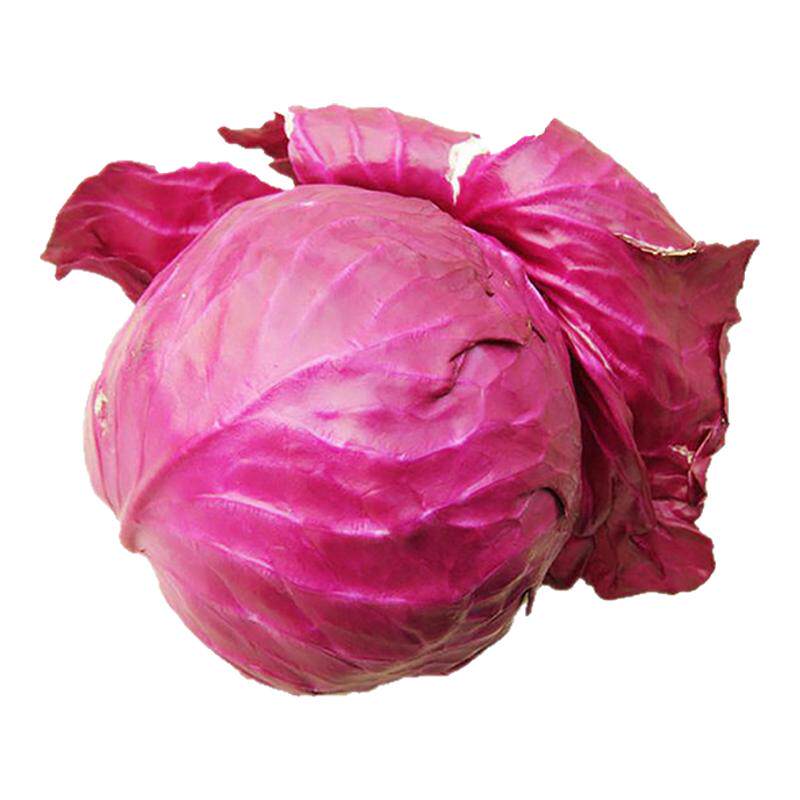 寿光紫甘蓝苗秧四季菜苗