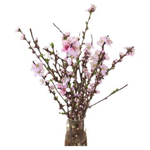 新鲜桃枝水培开花镇宅家用客厅办公室插花瓶寓意美好绿植泡水干枝