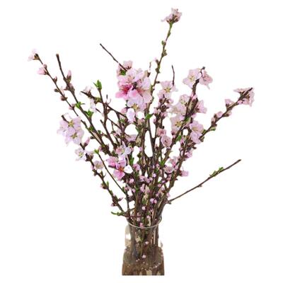 鲜桃花枝泡水干枝开花插花瓶摆件