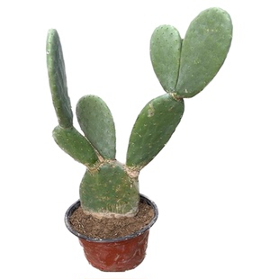 新鲜仙人掌绿色多肉植物盆栽可药用食用仙人掌米邦塔美容外敷内服