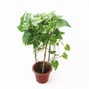 一帘幽梦锦屏藤庭院阳台爬藤攀援植物富贵帘蔓地榕珠帘藤龙须藤蔓