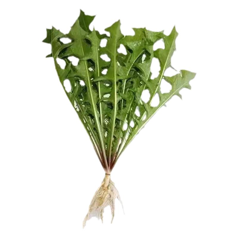 蒲公英野生苗盆栽药用食用婆婆丁