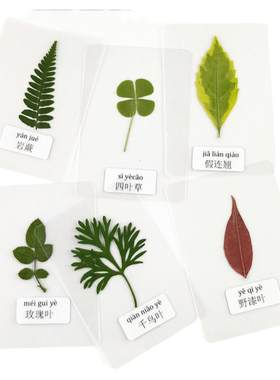 塑封树叶标本植物过塑认识带标签