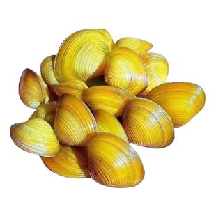 黄金蚬专吃鱼粪便净水河蚌冷水清道夫清洁工具观赏螺鱼苗观赏鱼