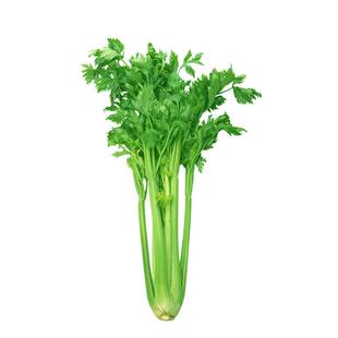 小香芹种子小芹菜籽芹菜苗种籽四季小香芹种孑大全玻璃西芹实心芹