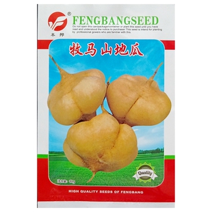 牧马山地瓜种子凉薯豆薯沙葛土瓜种子蔬菜种籽春播10克/袋约50粒