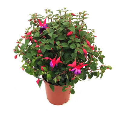 倒挂金钟美观办公桌春季