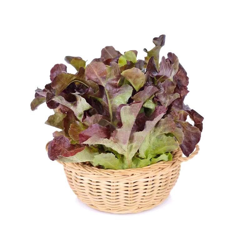 紫生菜苗子紫生菜秧苗四季蔬菜苗