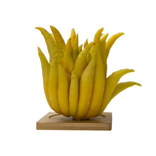 金佛手黄果上市柑佛手果新鲜佛手瓜观赏清供闻香食用浙江金华