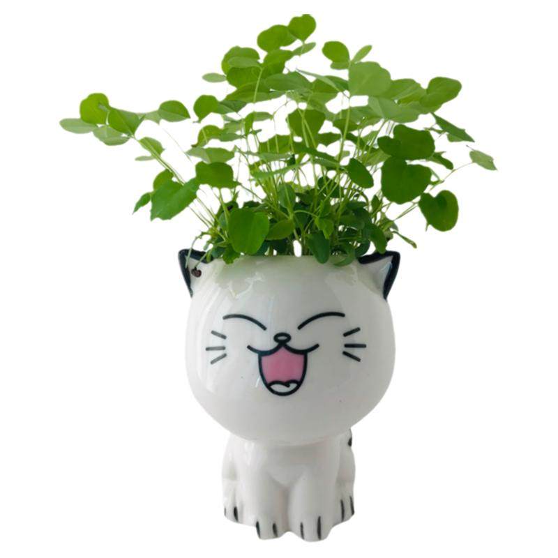 幼儿园儿童物种植小草小猫盆栽种子发芽草头娃娃种草头上长草娃娃