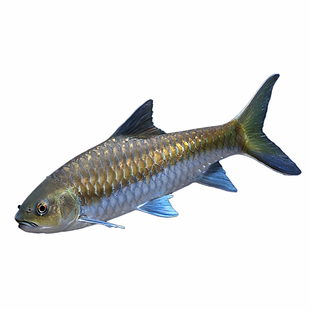 蓝吉罗原生冷水观赏鱼大型异口新光唇保山蓝吉罗群养稀有吉祥鱼苗