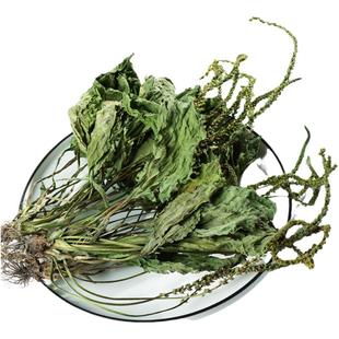 车前草野生中草药500g新鲜车前草新货整根车前草中药泡水喝的作用