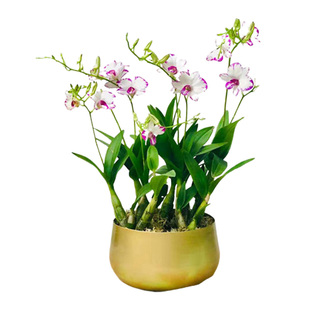 精品多花剑带花石斛兰日本泼墨石斛盆栽带花苞秋石斛白泼墨石斛兰