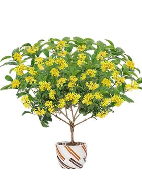 四季桂花月月开花不断满屋飘香