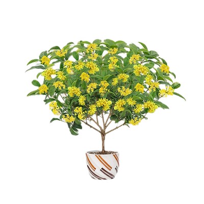 四季桂花月月开花不断满屋飘香