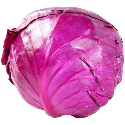 紫阳紫甘蓝种子种籽夏季耐热