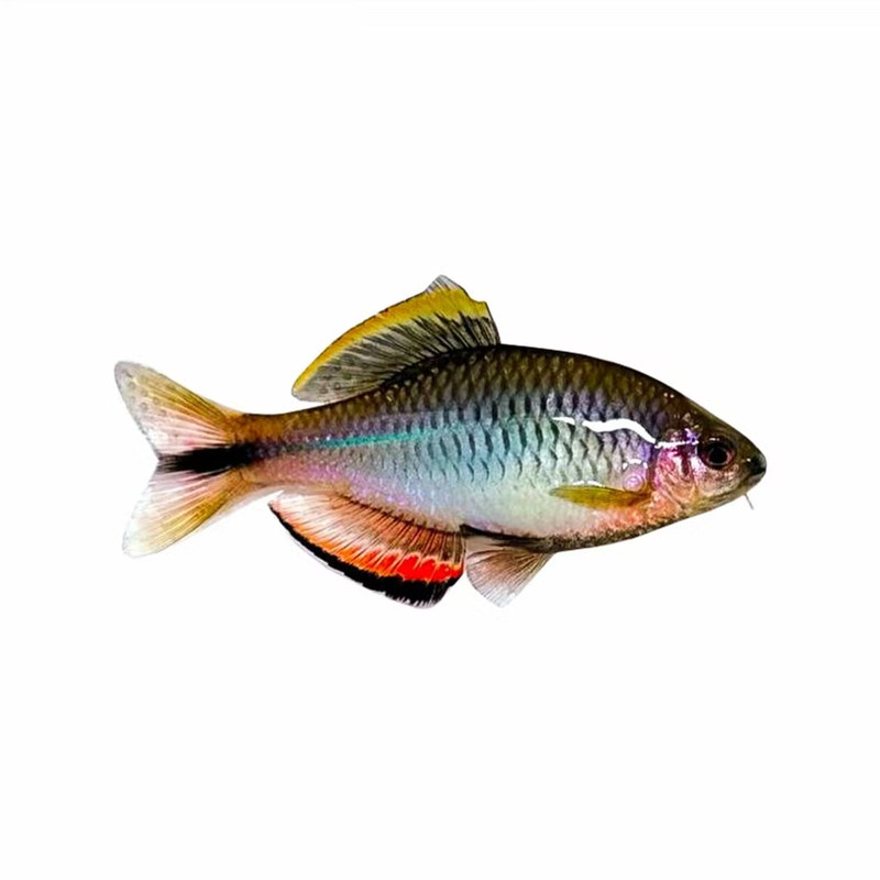 汕尾齐氏鱊鳑鲏观赏鱼原生鱼溪流缸必需溪流鱼冷水小型淡水群游鱼