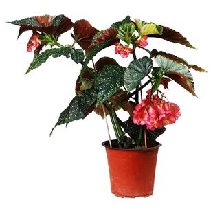 竹节海棠花卉盆栽大叶斑点易活四季阳台观叶秋海棠木本绿植物好养