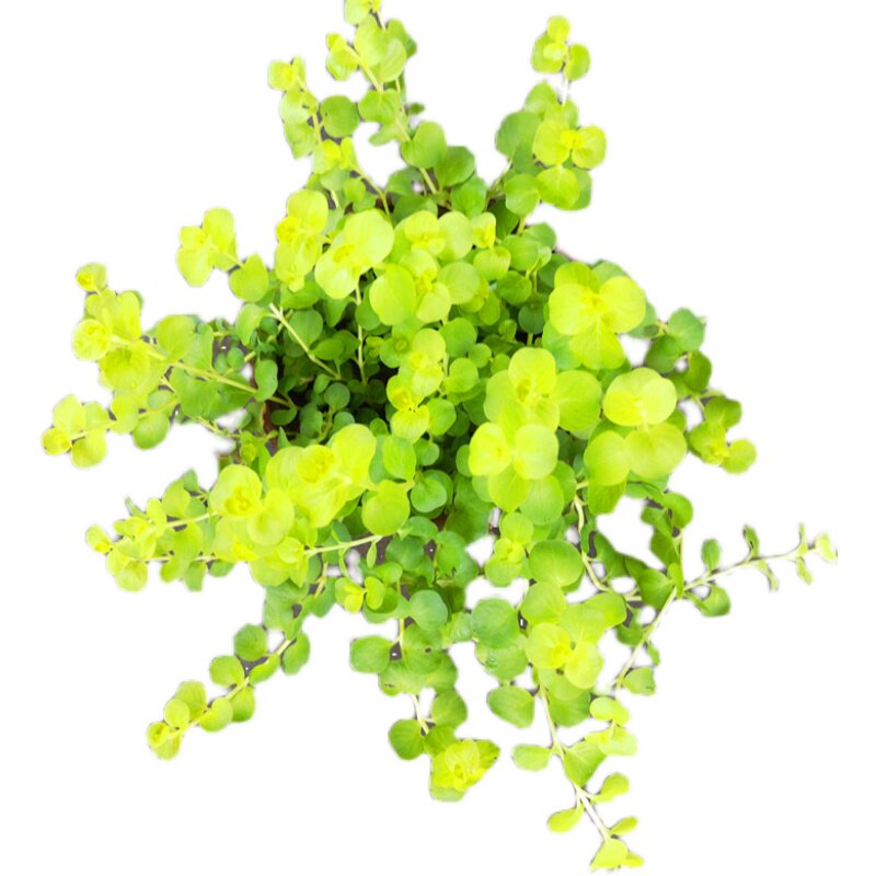 黄金花园匍匐垂吊植物包邮地被