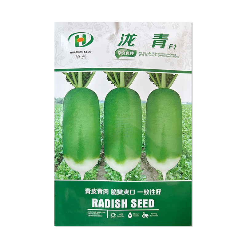 华洲泷青萝卜种子青皮青肉