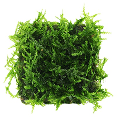 草缸莫斯水下叶水草大全