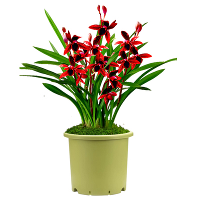 四季建兰天红夏带花浓香好养