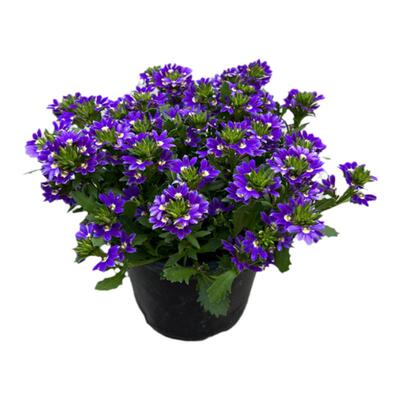 花期长宿根庭院阳台夏秋草海桐