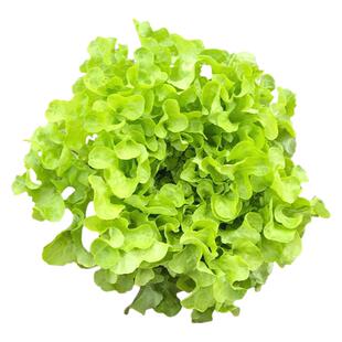 橡叶生菜种子盆栽阳台种籽蔬菜沙水培拉四季播春秋田园农家孑