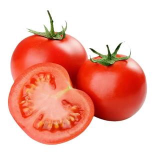 口感番茄苗秧苗沙瓤西红柿苗子水果柿子苗春季早熟高产盆栽蔬菜苗