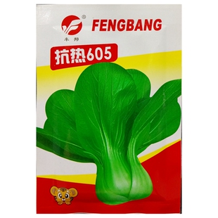 抗热605青菜种子耐热青梗菜小白菜种籽四季春夏秋季播种蔬菜20克
