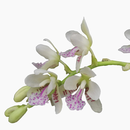 绿缘兰花韩国进口（礼丸）大叶风兰萼脊兰蝴蝶兰浓香室小型绿植