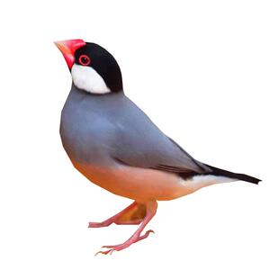 珍珠鸟活物灰白文鸟七彩文鸟灰白珍珠活鸟萌宠物鸟最小鸟