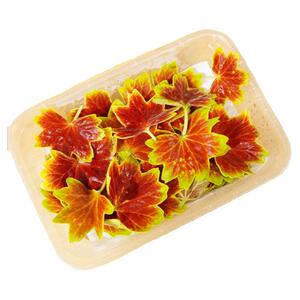 天竺叶新鲜摆盘装饰花草